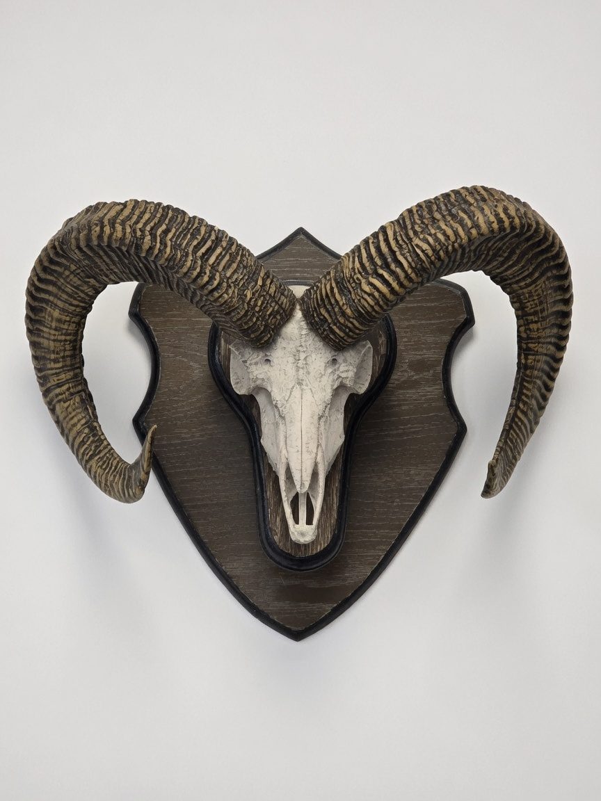Punjab Urial fiberglass mount