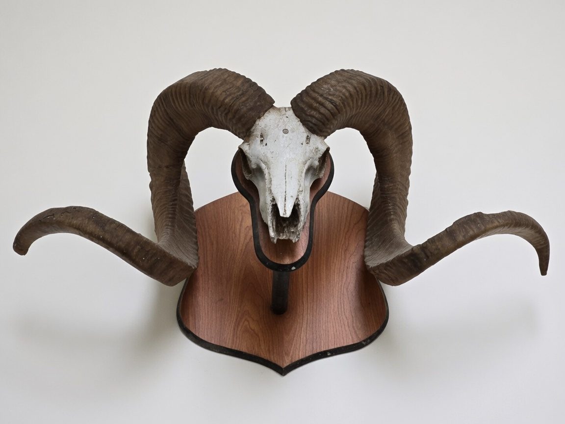 Marco Polo Sheep fiberglass mount